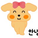 쿨 애견미용 이미지