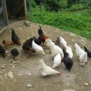 성계농장 이미지