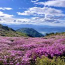 5월 4일 (토) 전남보성 천상의 붉은화원 제암산 사자산 일림산 안내 및 예약 이미지