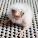 peregrine falcon 이미지