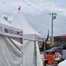 무화과나무 | 전라남도 영암으로 떠나는 무화과 여행 (영암 무화과 직판장, 무화과 나무 구매 후기)