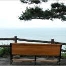 나무와쉬리 이미지