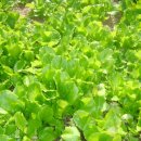 미완성농장 이미지