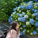 울산 남구 &#39;장생포고래마을&#39; 수국 개화 상태부터 고래 축제 시작 전 방문 솔직후기 가격