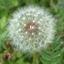 민들레홀씨 이미지