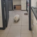 와우종합동물병원 이미지