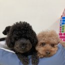 청주 애견유치원 꼬리흔들개Lucky 이미지