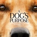 Dog's 네이버블로그