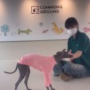 털로덮인 친구들 커먼그라운드점 이미지