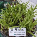 산약초 동의보감 이미지