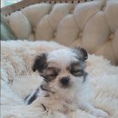 도그마루 강아지고양이 대전점 이미지