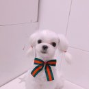 살롱드 꽃개 이미지