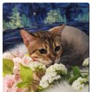 묘묘 고양이 미용실 | 야옹아놀자금호점,성동구고양이무마취미용,고양이무마취미용,뱅갈 묘묘 미용후기