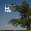 포플러(poplar) 이미지