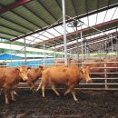 한우 뱅크축산 이미지