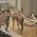 저리꺼져 샤키 이미지