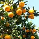 건영농장 이미지