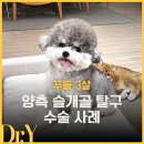 미소동물병원 | 지방에서도 찾아오는 동물병원 3살 푸들 슬개골탈구 3기 양측 수술 케이스