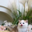 키튼히얼 고양이분양 김포본점 이미지