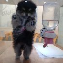 쿨펫(평촌) 이미지