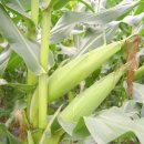 보리수농장 이미지