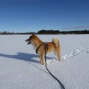 하나이누 이미지