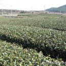 O JEJU 이미지