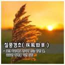 질풍경초