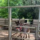 호호 닭 농장 이미지