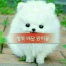 띵동 이미지