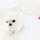 애견갤러리 강아지분양 애견샵 이미지