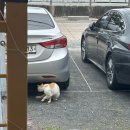 황금밥집 | 부산 근교 밥집 황금코다리 김해대저대동점