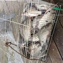 한탄강 오리배 월척붕어입질. 대박 이미지