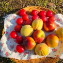 오남매농장 이미지