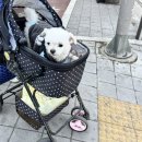 교보동물병원 네이버블로그
