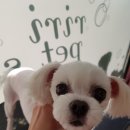 리리네 펫살롱 이미지