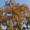 하늘숲초등학교 이미지