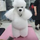 몽실몽실애견미용 네이버블로그