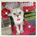 웰니스클리닉동물병원 이미지