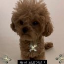 퍼피플래닛 네이버블로그