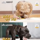 개팔자상팔자 - 안산시 단원구 석수로4길 15 | 개팔자상팔자