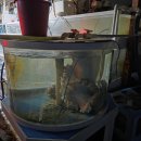 오늘도대게횟집 | 강원 양양 삼팔횟집 기사문해변 근처 맛집 | 자연산 회 특선 스페셜 + 대게 후기