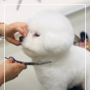 멍발소 | [영통 애견미용] 멍발소: 2019년 배냇미용부터 시작해 6년째 정착한 비숑 가위컷 성지