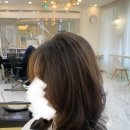 범계지구대 | 범계 뿌리펌, 레이어드 C컬 펌 후기 📍베르헤어