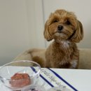 어 페일 블루닷 이미지