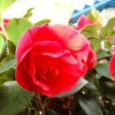 섬 - 대지의 노래 이미지