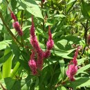 강아지풀 이미지