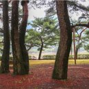 송림톱밥 이미지