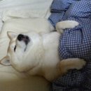 더어 이미지