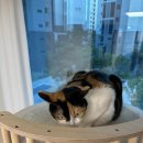 토리두두 이미지